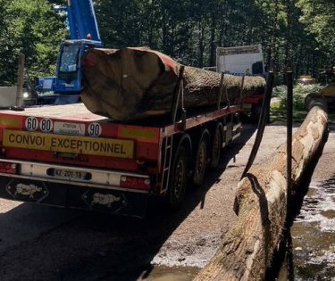 Stejari Notre-Dame de Paris