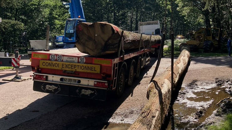 Stejari Notre-Dame de Paris