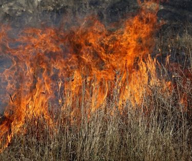 incendiu-vegetatie-Buzau