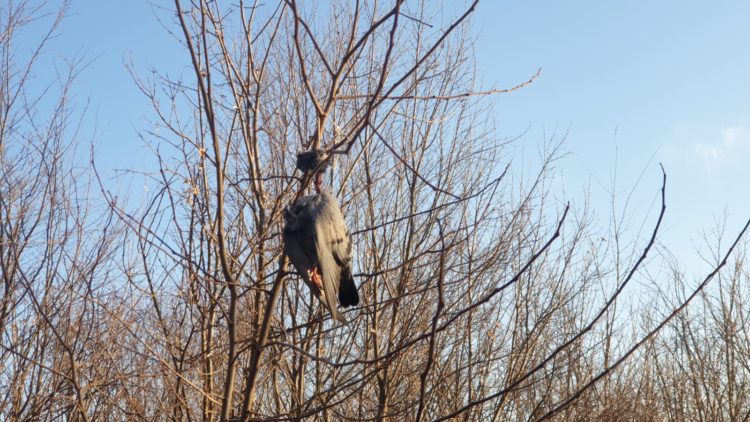 păsări spânzurate Botoșani