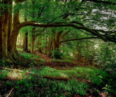 ZIUA INTERNAȚIONALĂ A PĂDURILOR