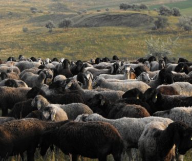 ovine