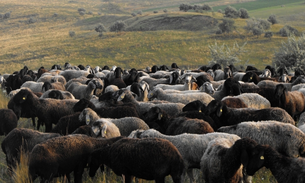 ovine