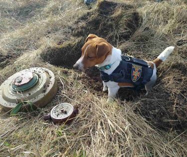 Patron cainele ucrainean