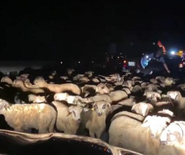 tir cu oi