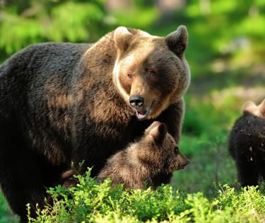 urs cu pui