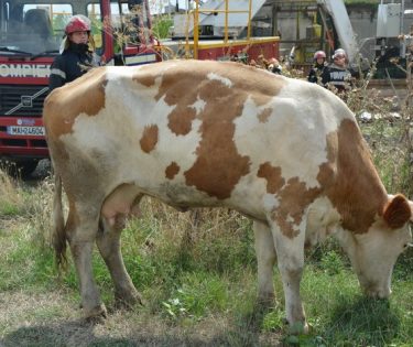 vaca in canal