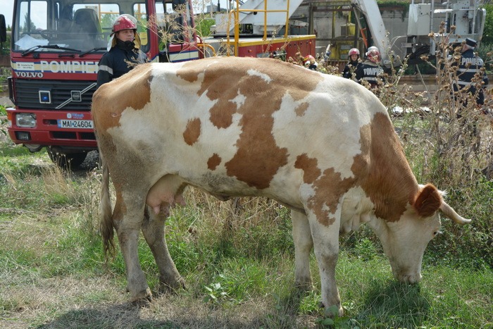 vaca in canal