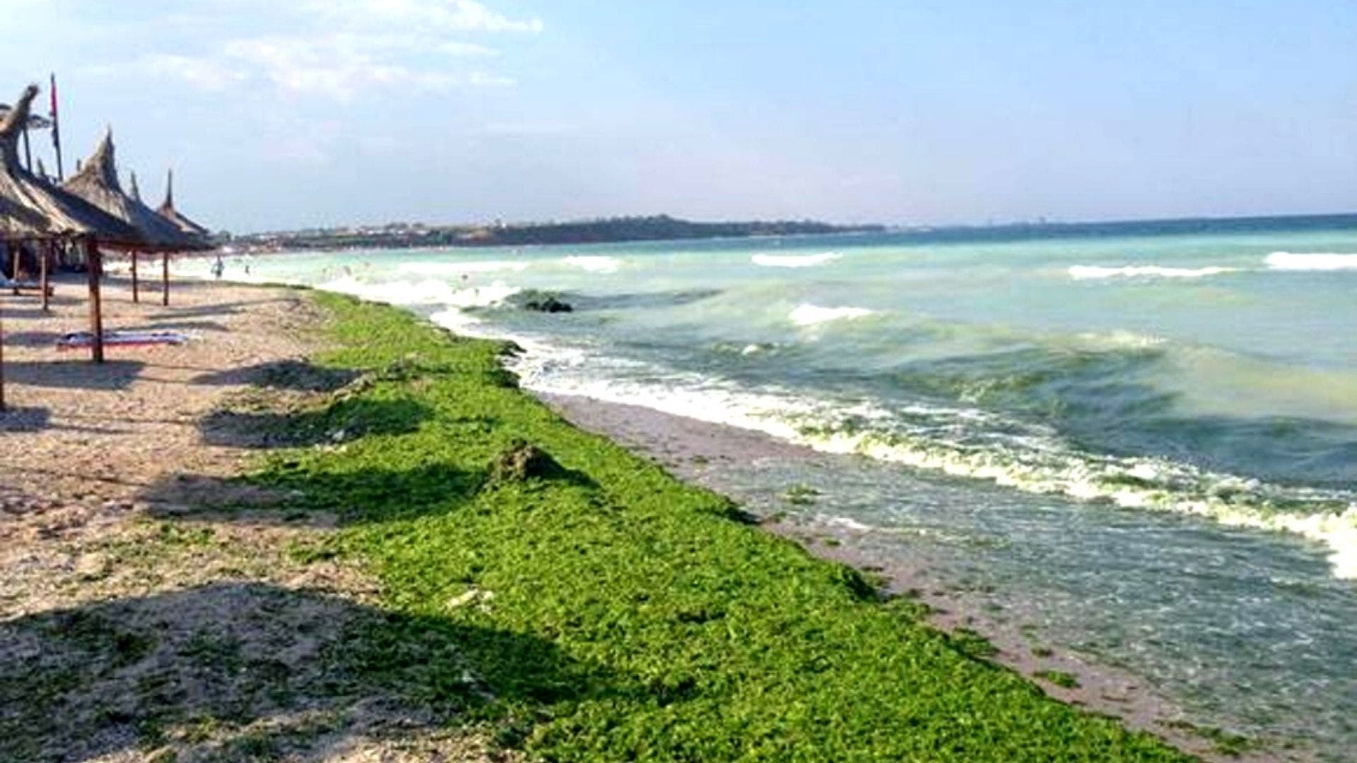 alge pe litoral