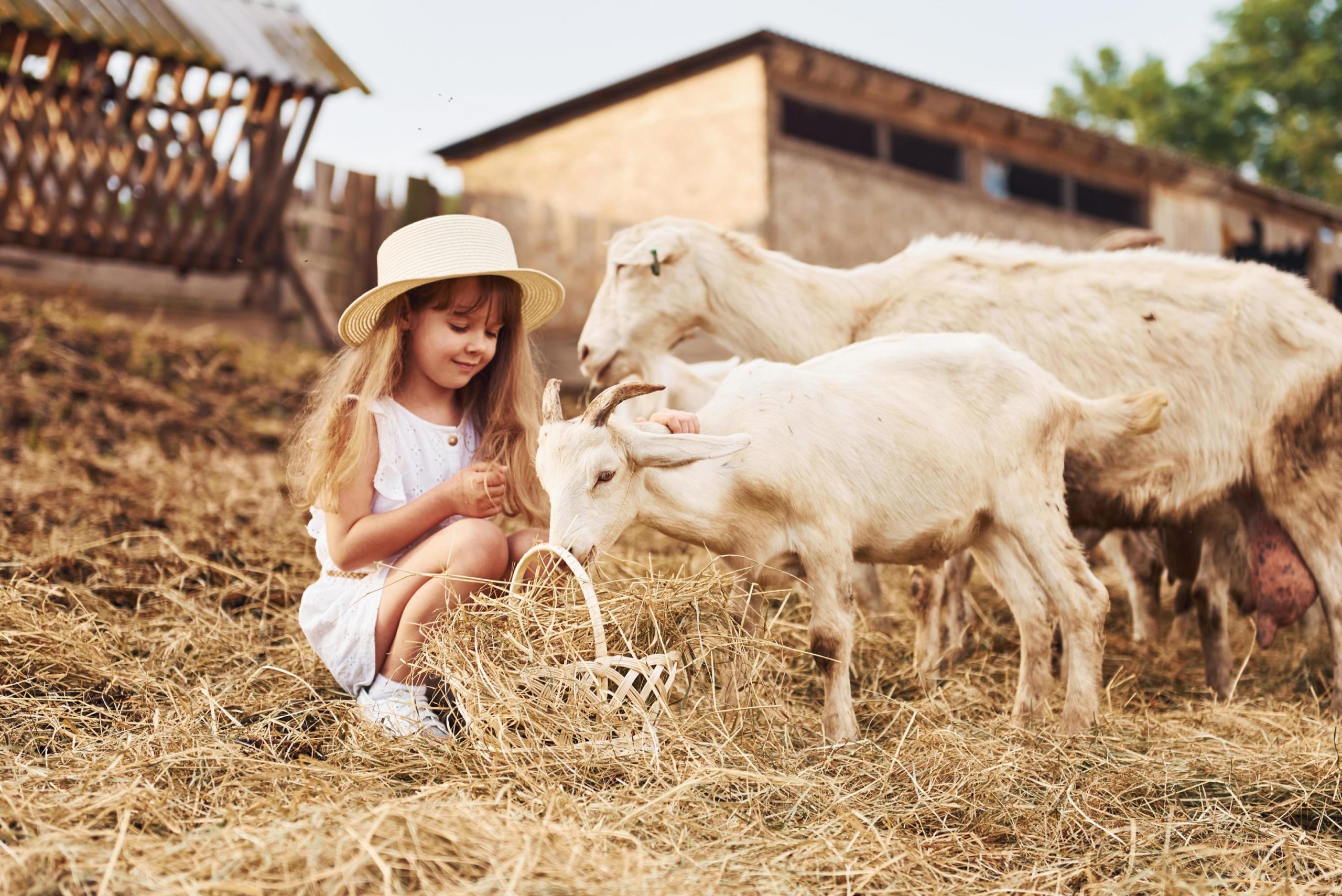 Sursa foto: https://www.vecteezy.com/photo/16727773-little-girl-in-white-clothes-is-on-the-farm-at-summertime-outdoors-with-goats